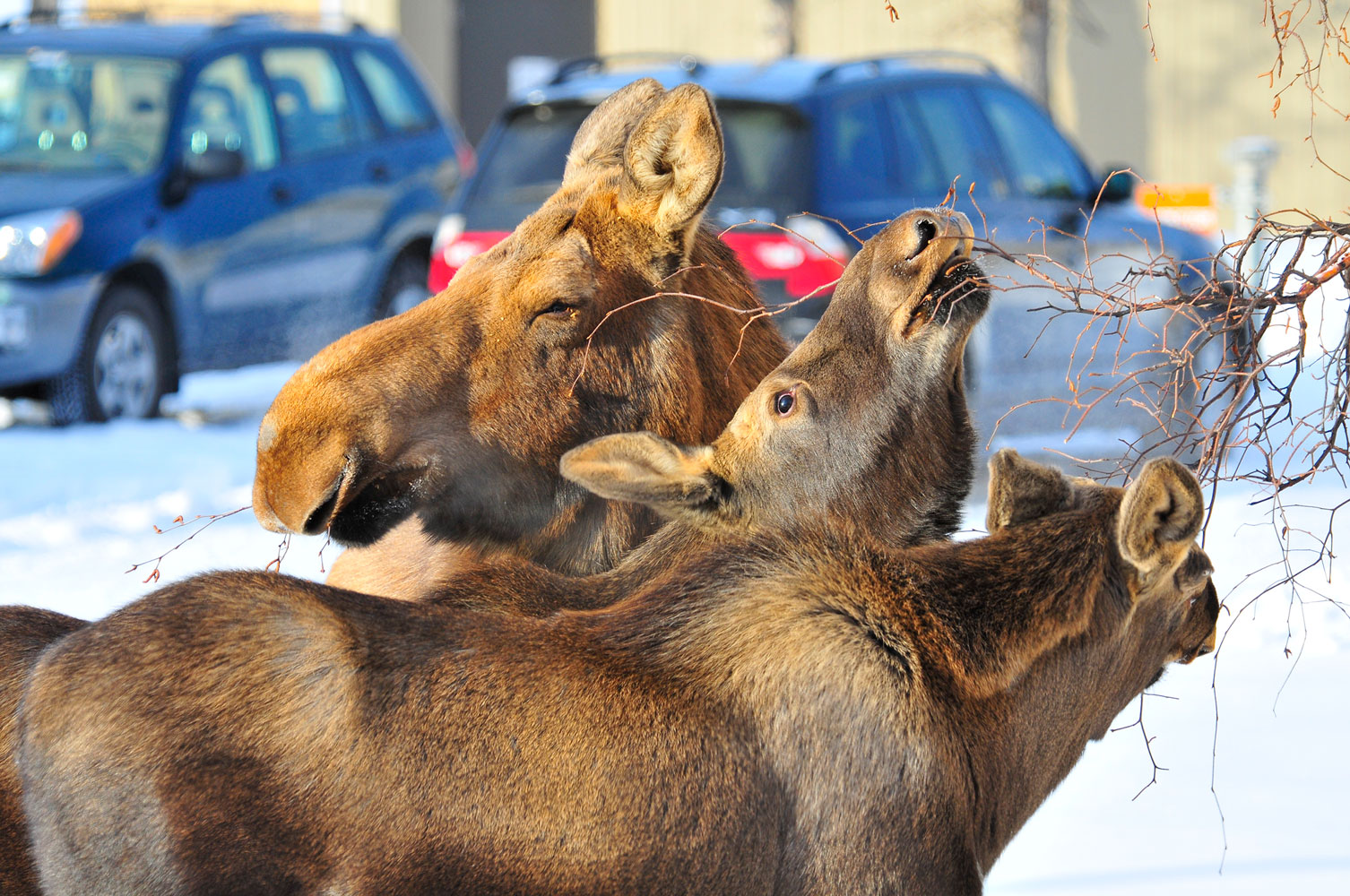 Three moose grazing on a tree Three moose grazing on a tree